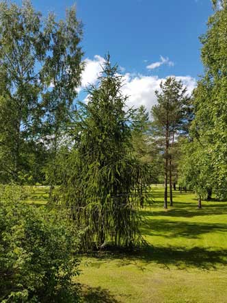 K&auml;&auml;rmekuusi